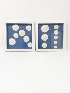 Real Sand Dollar Pictures Set of 2